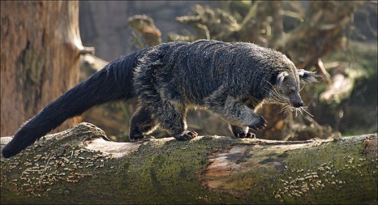 binturong-2