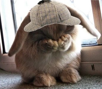 Bunny facepalm