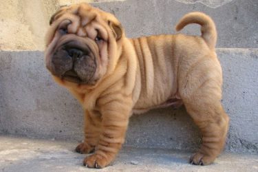 shar-pei-puppies-information-1