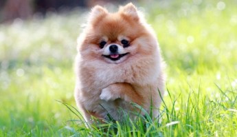 verycutepomeranianpuppiespics