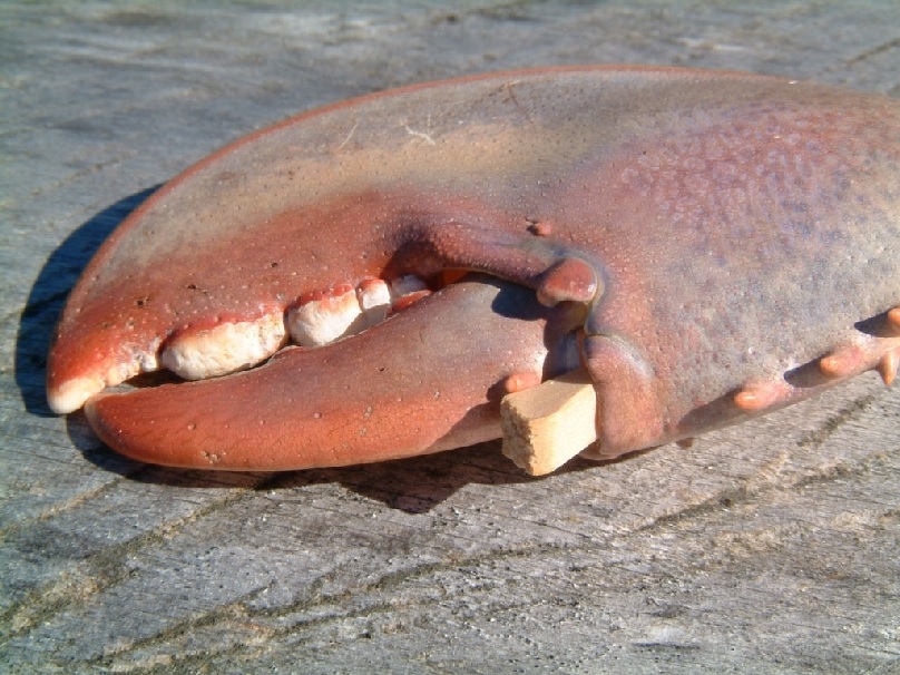 lobster claw plug