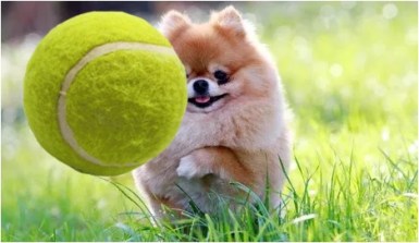 Pom with ball