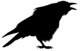 raven