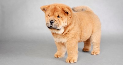 1 chow